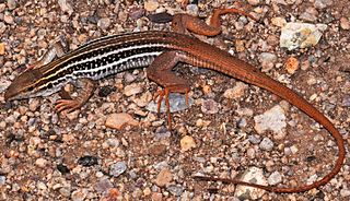 Canyon spotted whiptail Species of lizard