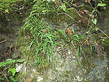 Walking fern-Asplenium rhizophyllum Asplenium rhizophyllum.jpg