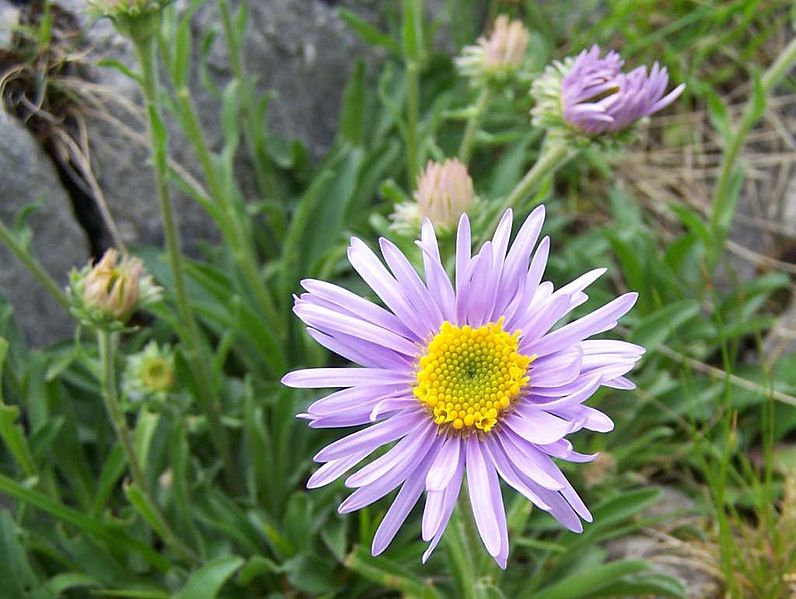 File:Aster alpinus a2.jpg