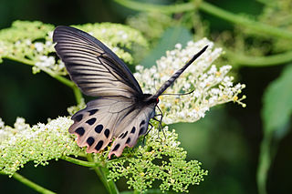 Sưu tập Bộ cánh vẩy 2 - Page 54 320px-Atrophaneura_horishana_female_back