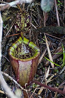 The rosette (juvenile) pitchers of N. attenboroughii demonstrate the typical bell shape of this species when only a few inches high Attrstt.jpg