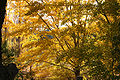 Autumn colors.jpg