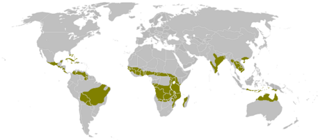 Iklim savana tropika