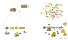 Bacterial quorum sensing Bacterial Quorum Sensing.png