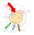 Balance eenergético nutricion.svg