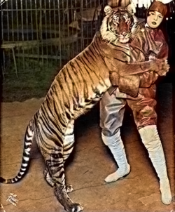 Harimau bali pas tampil di sirkus Ringling Bros, dikudak sabalum tahun 1915
