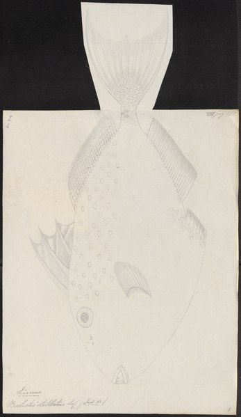 File:Balistes stellatus - 1700-1880 - Print - Iconographia Zoologica - Special Collections University of Amsterdam - UBA01 IZ15400017.tif