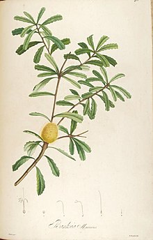 Plate titled Banksia marcescens in Description des plantes rares cultivees a Malmaison et a Navarre by Aime Bonpland Banksia marcescens-(marginata) crop.jpg