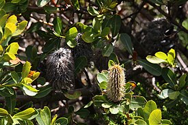 Banksia oreophila - Western Mountain Banksia.JPG