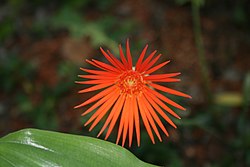 Gerbera - Wikipedia, la enciclopedia libre