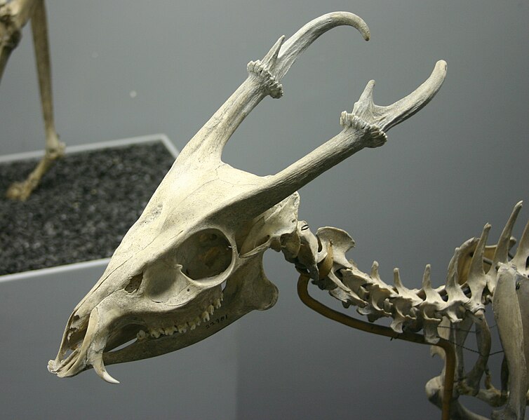 File:Barking deer skeleton.jpg