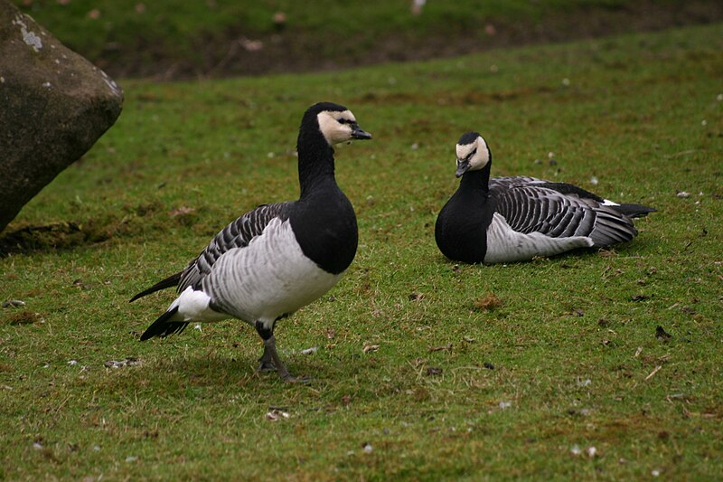 File:Barnacle Geese.jpg