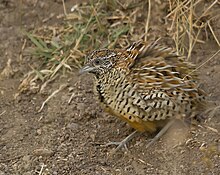 Dust bathing Barred Buttonquail Rajkot.jpg