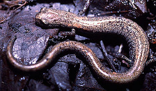 <span class="mw-page-title-main">San Gabriel slender salamander</span> Species of amphibian