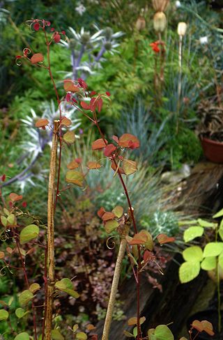 <i>Phanera yunnanensis</i> Species of plant