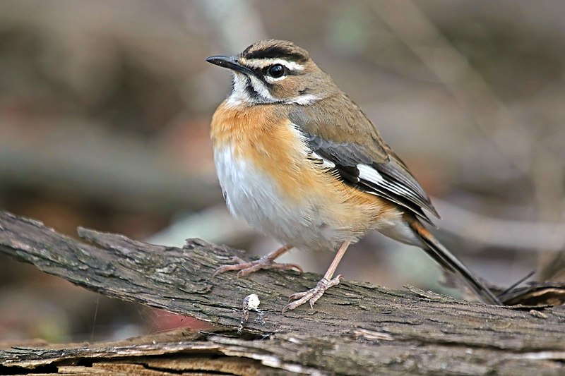 File:Bearded scrub robin (Cercotrichas quadrivirgata).jpg