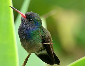 Trochilidae: Descripción, Taxonomía, Distribución