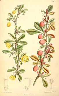 Berberis angulosa (colour-drawing).jpg