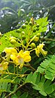 Biancaea sappan flower bud.jpg