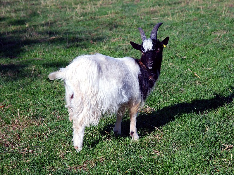 File:Billy Goat Gruff (2955090318).jpg