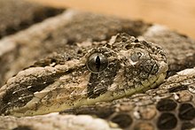 Puff adder (Bitis arietans) Bitis arietans.jpg