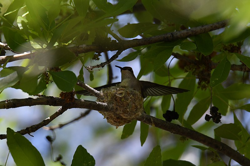 File:Black-chinned hummingbird Patagonia Lake 4.12.22 DSC 9258.jpg