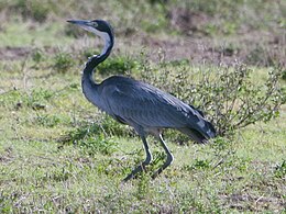 Juodagalvis garnys  (Ardea melanocephala)