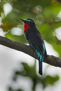 Black bee-eater Species of bird