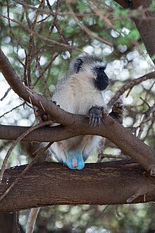 Black face vervet monkey.jpg