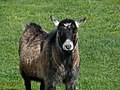 Black goat beard front grass.jpg