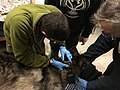 Black male wolf 016M being fitted for a collar after being captured from Jostle Lake, Ontario. (87373919-fc26-4c2d-af91-41c3f2a0e3d7).jpg
