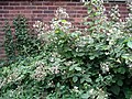 Blackberry bush in late June in the UK