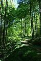 Čeština: Les u vesnice Blansko, Ústecký kraj English: A forest near the village of Blansko, Ústí Region, CZ