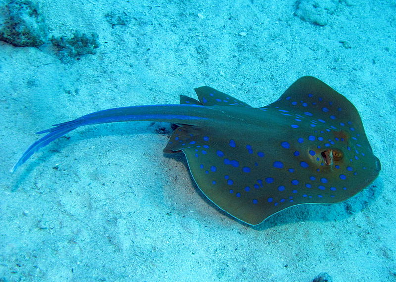 File:Bluespotted Ribbontail Ray, Taeniura lymma at Sataya Reef, Red Sea, Egypt -SCUBA (6395392561).jpg