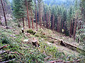 Aufräumarbeiten im Kirchberg nach Durchzug des Orkans Kyrill im Februar 2007