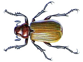 Bolax phalerata