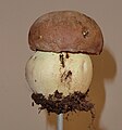 Boletus fragrans