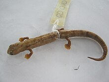 Bolitoglossa biseriata.jpg