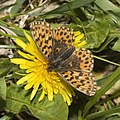 Boloria dia (Argynnini)