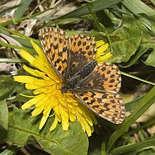 Boloria.dia.7558.jpg