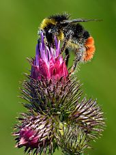 Bombus lapidarius drone - Carduus crispus - Keila.jpg