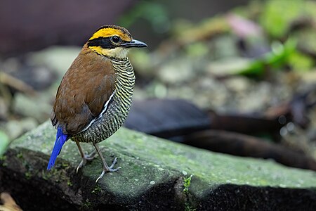 Commons:Featured picture candidates/Set/Bornean Banded Pitta
