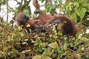 Bornean Orangutan