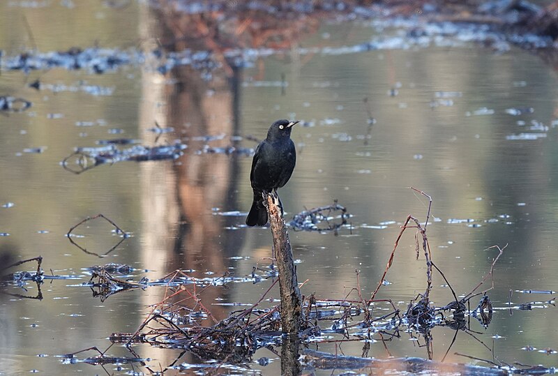 File:Brewer's Blackbird April 2022 Virginia.jpg