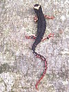 Salamandra okularowa