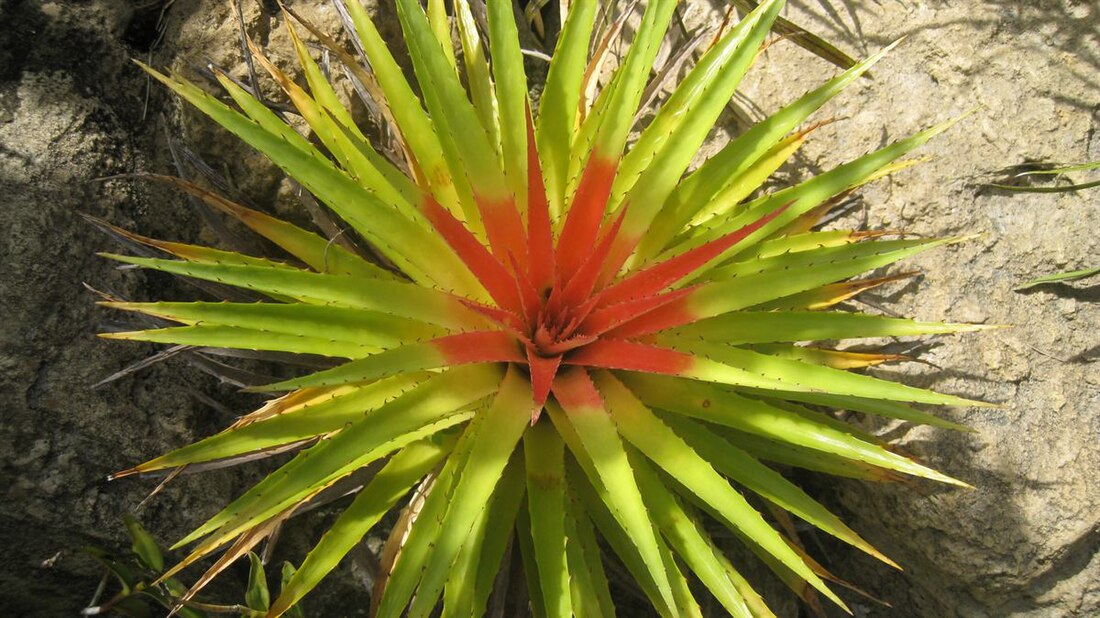 Bromeliowce