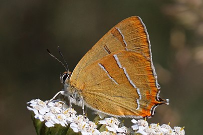 Brown hairstreak Thecla betulae Bulgaria