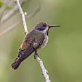 * Nomination Brown violetear (Colibri delphinae), Panama --Charlesjsharp 10:14, 22 July 2019 (UTC) * Promotion  Support Good quality. --Poco a poco 10:59, 22 July 2019 (UTC)