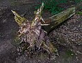 * Nomination Rotten tree stump in the Bruderwald forest in Bamberg --Ermell 04:21, 26 May 2024 (UTC) * Promotion  Support Good quality. --XRay 04:40, 26 May 2024 (UTC)