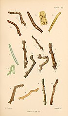 Figs. 1,1a,1b,1cLarvae in various stages 1d enlargement of portion Buckler W The larvae of the British butterflies and moths PlateCXII.jpg